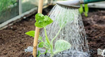 Jak často je třeba zalévat melouny na otevřeném poli a ve skleníku, načasování hnojení